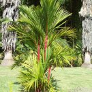 20 Seeds Lipstick Palm Cyrtostachys Renda Tree Seeds Fresh Seeds