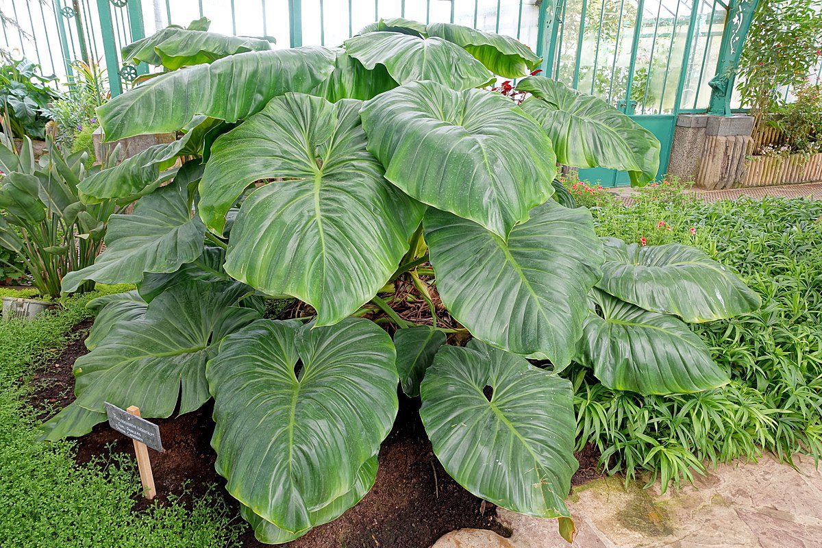 40 Seeds Philodendron Erubescens Plant Seeds Fresh Seeds