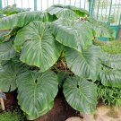 40 Seeds Philodendron Erubescens Plant Seeds Fresh Seeds