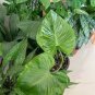 40 Seeds Philodendron Erubescens Plant Seeds Fresh Seeds