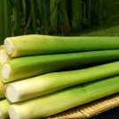 200 Seeds Zizania Latifolia Aquatic Vegetable Plant Seeds Fresh Seeds