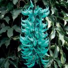 10 Seeds Heirloom Jade Vine 'Strongylodon Macrobotrys' Flower Seeds Fresh Seeds