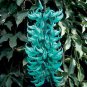 10 Seeds Heirloom Jade Vine 'Strongylodon Macrobotrys' Flower Seeds Fresh Seeds