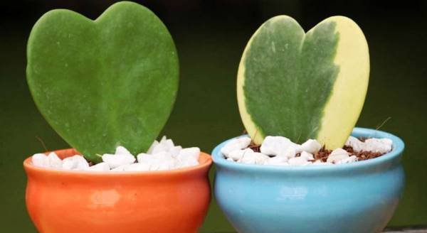200 Seeds Hoya Kerrii 'Variegate' Sweetheart Plant Lucky Heart Succulent Seeds Fresh Seeds