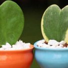 200 Seeds Hoya Kerrii 'Variegate' Sweetheart Plant Lucky Heart Succulent Seeds Fresh Seeds
