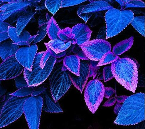 200 Seeds Japanese Bonsai Blue Coleus Foliage Plant Seeds Fresh Seeds