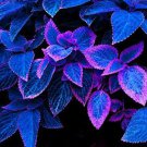 200 Seeds Japanese Bonsai Blue Coleus Foliage Plant Seeds Fresh Seeds