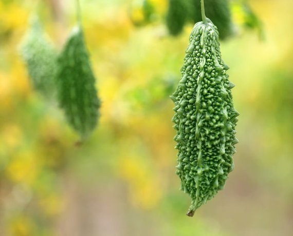 24 Seeds Green Bitter Gourd Bitter Melon Organic Vegetable Seeds Fresh Seeds