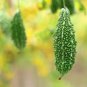 24 Seeds Green Bitter Gourd Bitter Melon Organic Vegetable Seeds Fresh Seeds