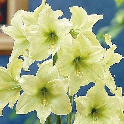 4 Seeds Super Big Bulb True Amaryllis Hippeastrum Flower Bulb Seeds Fresh Seeds