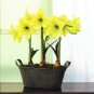 4 Seeds Super Big Bulb True Amaryllis Hippeastrum Flower Bulb Seeds Fresh Seeds