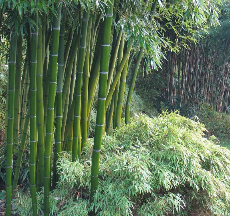 200 Seeds Giant Fresh Moso Bamboo Plant Seeds Fresh Seeds