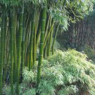 200 Seeds Giant Fresh Moso Bamboo Plant Seeds Fresh Seeds