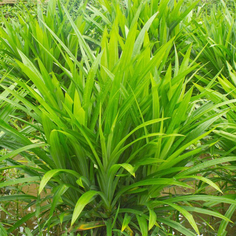 100 Seeds Fragrant Pandan Grass Annual Flower Seeds Fresh Seeds
