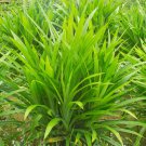 100 Seeds Fragrant Pandan Grass Annual Flower Seeds Fresh Seeds