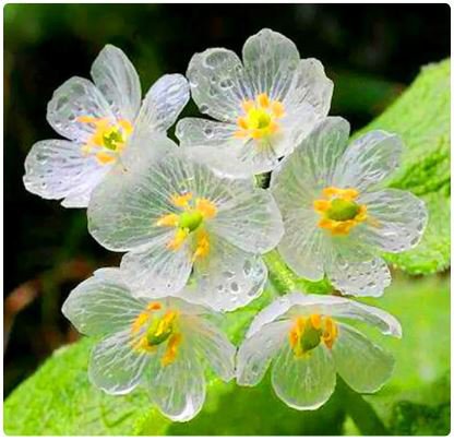 100 Seeds Heirloom Skeleton Flowers Seeds Fresh Seeds