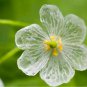 100 Seeds Heirloom Skeleton Flowers Seeds Fresh Seeds