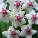 200 Seeds Hoya Potted Flower Variety Carnosa Plant Seeds Fresh Seeds