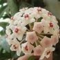 200 Seeds Hoya Potted Flower Variety Carnosa Plant Seeds Fresh Seeds
