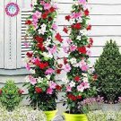 200 Seeds Mandevilla Sanderi Red Flower Seeds Fresh Seeds