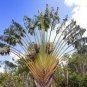 200 Seeds Purple Travelers Palm Bonsai Flower Seeds Fresh Seeds