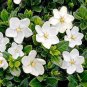 56 Seeds Gardenia Jasminoides Cape Jasmine Heirloom Flower Seeds Fresh Seeds