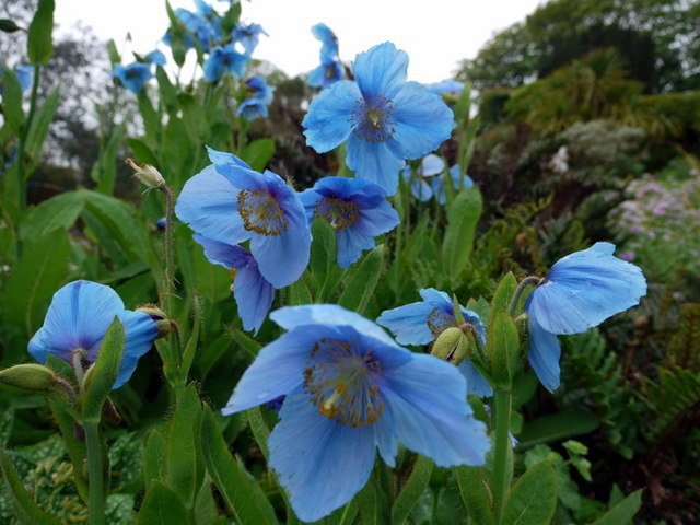100 Seeds New Poppy Himalayan Blue Meconopsis Flower Seeds Fresh Seeds