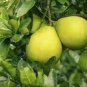 20 Seeds Sweet Yellow Grapefruit Citrus Maxima Fruit Seeds Fresh Seeds