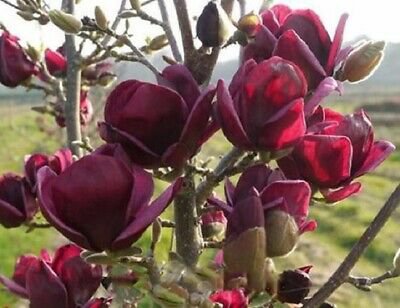 20 Seeds Rare 'Genie' Dark Red Yulan Magnolia Tree Flower Seeds Fresh Seeds