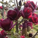 20 Seeds Rare 'Genie' Dark Red Yulan Magnolia Tree Flower Seeds Fresh Seeds