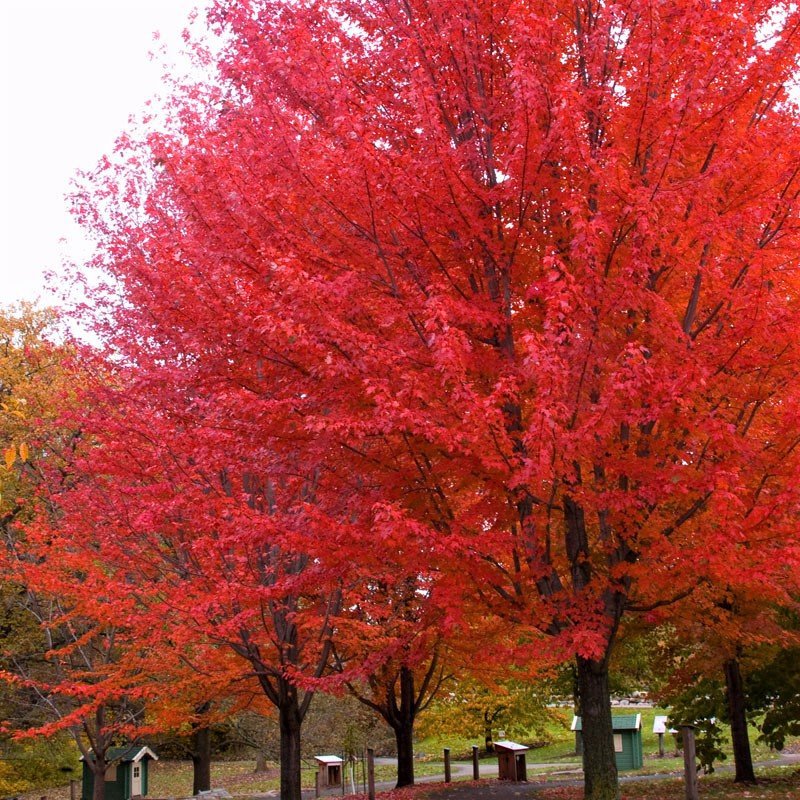 40 Seeds Autumn Blaze Red Maple Tree Seeds Fresh Seeds