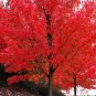 40 Seeds Autumn Blaze Red Maple Tree Seeds Fresh Seeds