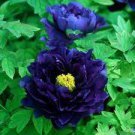 10 Seeds Dark Blue Tree Peony Flower Seeds Fresh Seeds