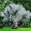 20 Seeds Bismarckia Nobilis Silver Palm Tree Seeds Fresh Seeds