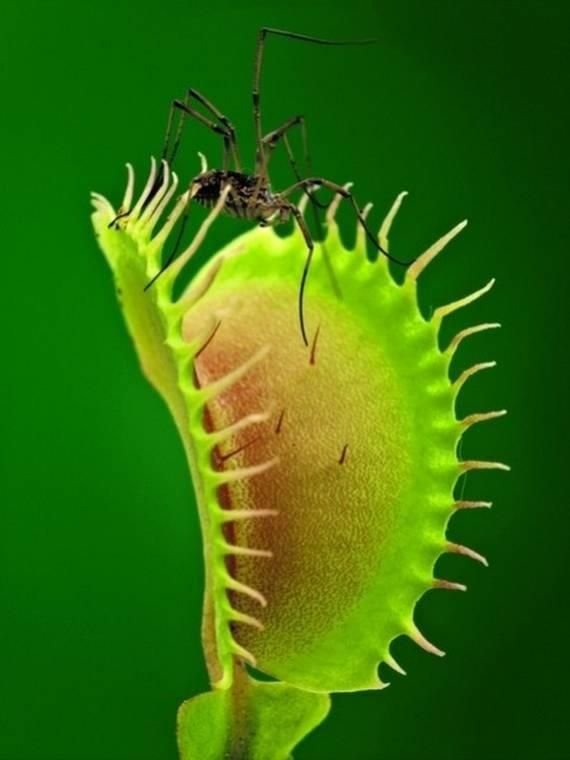 200 Seeds Catchfly Potted Plant Venus Flytrap Seeds Fresh Seeds