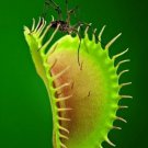 200 Seeds Catchfly Potted Plant Venus Flytrap Seeds Fresh Seeds