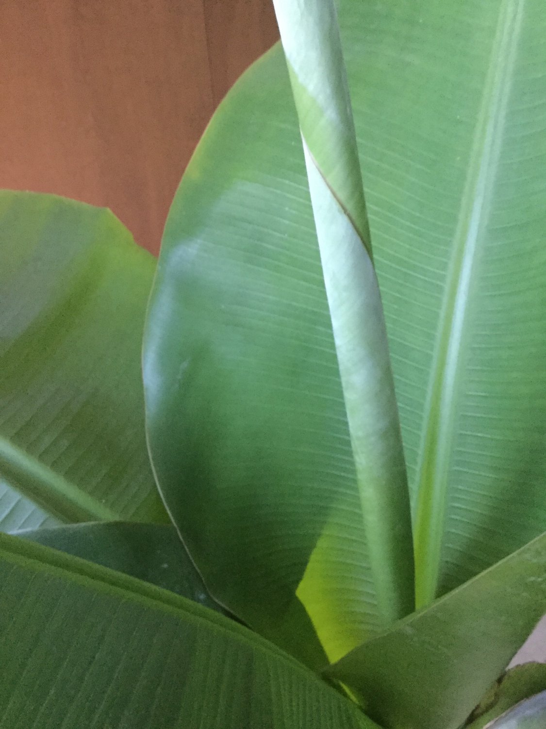 60 Seeds Dwarf Banana Plant Seeds Fresh Seeds