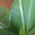 60 Seeds Dwarf Banana Plant Seeds Fresh Seeds