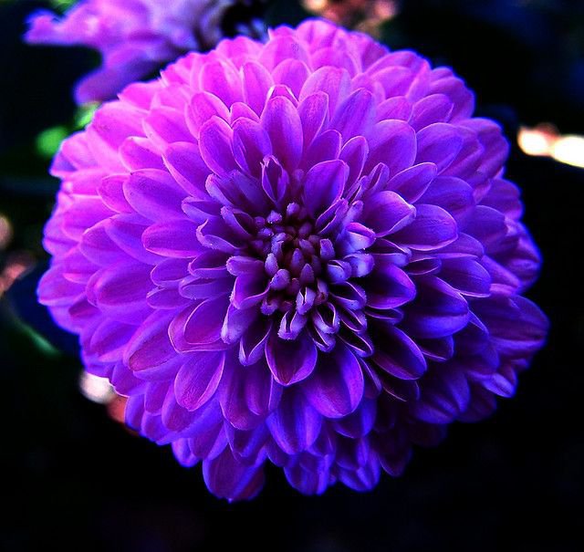 200 Seeds Purplish Blue Marigold Perennial Flower Seeds Fresh Seeds