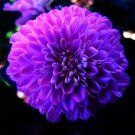 200 Seeds Purplish Blue Marigold Perennial Flower Seeds Fresh Seeds