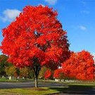 20 Seeds Rare Red Oak Tree Bonsai Quercus Alba Acorn Seeds Fresh Seeds