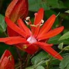 60 Seeds Passiflora Coccinea Red Passion Flower Seeds Fresh Seeds