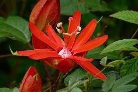 60 Seeds Passiflora Coccinea Red Passion Flower Seeds Fresh Seeds