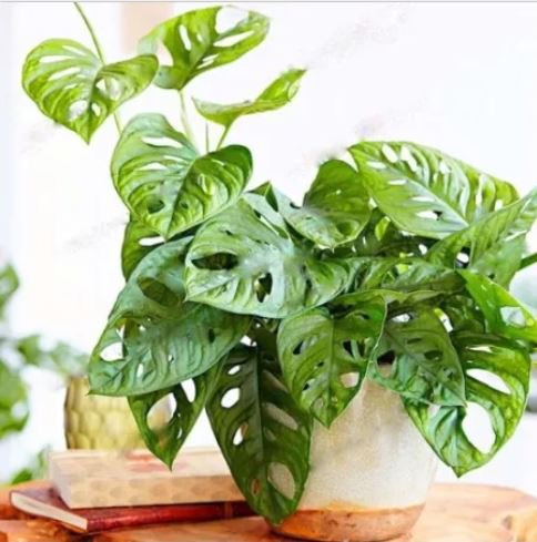 100 Seeds Monster Opliqua Evergreen Hybrid Plant Seeds Fresh Seeds