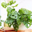 100 Seeds Monster Opliqua Evergreen Hybrid Plant Seeds Fresh Seeds