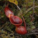 400 Seeds Eating Mosquito Carnivorous Nepenthes Plant Seeds Fresh Seeds