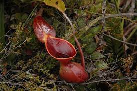 400 Seeds Eating Mosquito Carnivorous Nepenthes Plant Seeds Fresh Seeds