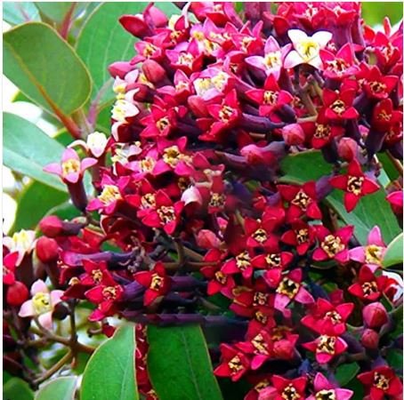200 Seeds Indian Sandalwood Tree Seeds Fresh Seeds