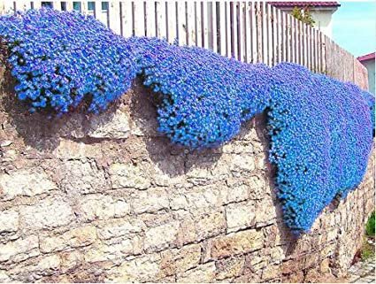 400 Seeds Rainbow Creeping Thyme Blue Rock Cress Plant Seeds Fresh Seeds