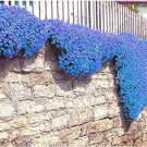 400 Seeds Rainbow Creeping Thyme Blue Rock Cress Plant Seeds Fresh Seeds